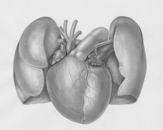 Are Multiple Grasping Attempts Safe During Transcatheter Mitral Valve Repair with the PASCAL System?