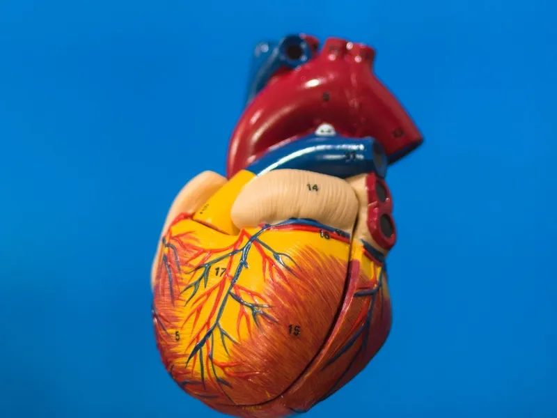 Aortic Dissection Risk in Pregnant Women with Marfan-Related Disorders Persists Up to One Year Postpartum